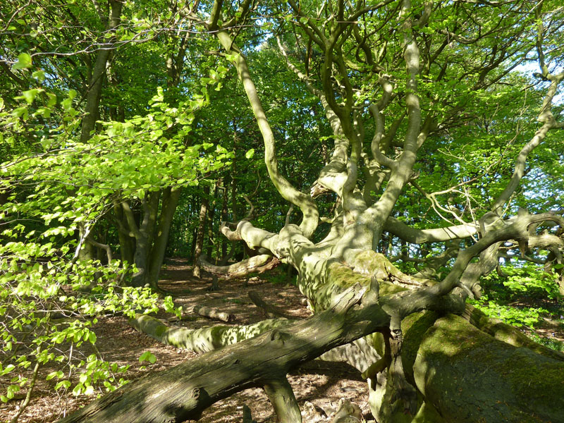 Fallen Tree